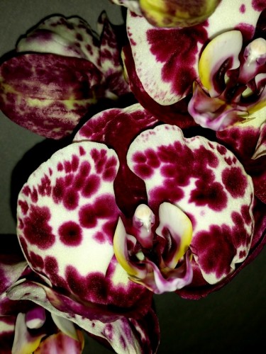 орхидеи продажа киев,орхидеи купить, орхидеи восковые крупные;