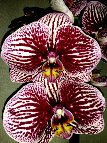 купить орхидеи в подарок недорого, дешевые орхидеи киев купить;