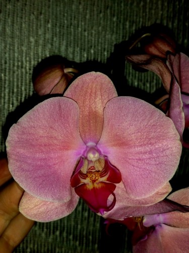орхидеи продажа киев,орхидеи купить, продажа орхидей киев и украина: