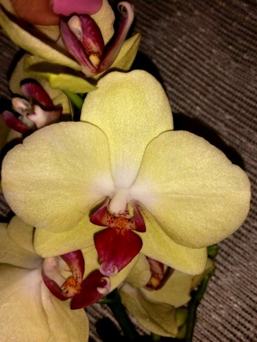 желтая орхидея купить для подарка, лимонная орхидея купить;