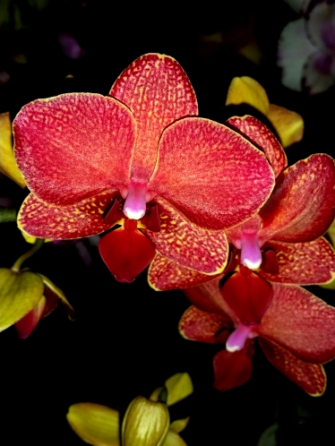 орхидеи продажа киев,орхидеи купить недорого,орхидея мультифлора, крас