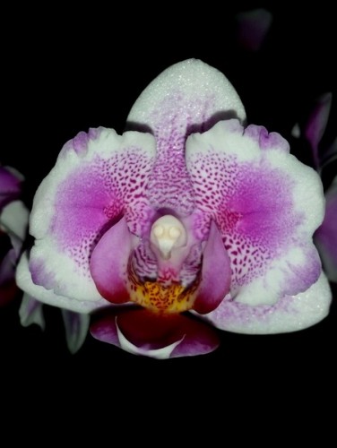 орхидеи, орхидеи продажа, орхидеи киев,орхидея бабочка,орхидеи, орхиде