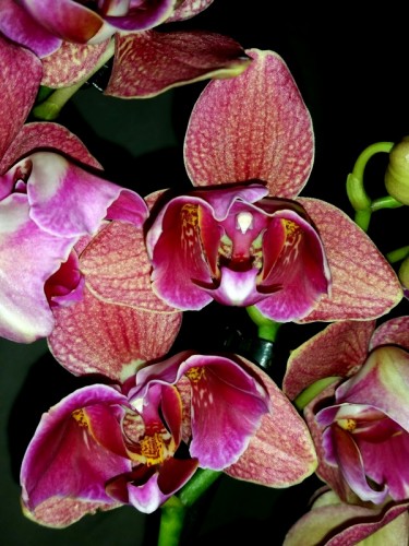 орхидеи продажа киев,пират пикоте,орхидеи уценка,орхидеи почтой;