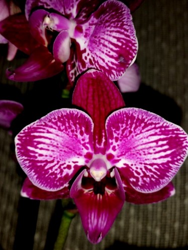 миди мультифлора бабочка орхидея,пестролистные орхидеи купить;