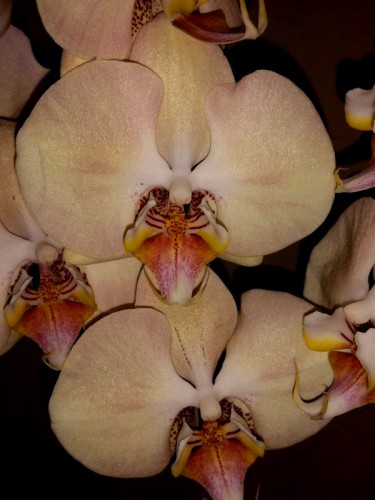 дешевые орхидеи киев купить, уценка орхидей киев купить, продаажа орхи