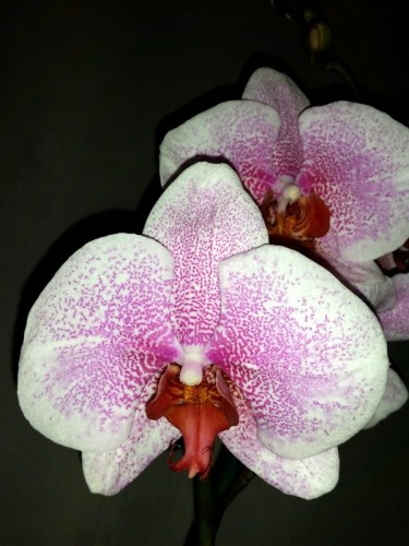 крупные орхидеи 10-12 см цветок купить недорого, орхидеи продажа киев