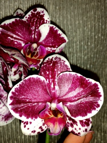восковые орхидеи фаленопсисы купить;
