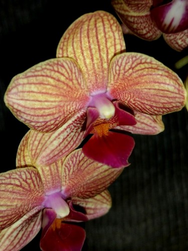 миниорхидеи,минифаленопсисы,лжелтые орхидеи, купить орхидею недорого;