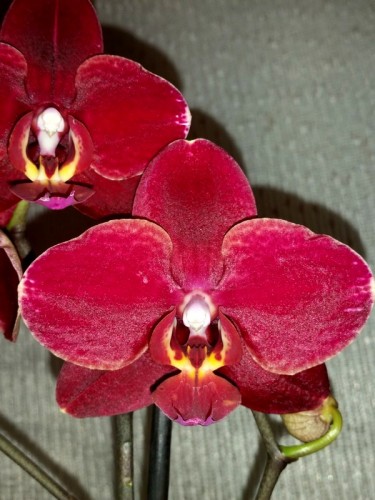 красные орхидеи купить недорого, орхидеи продажа киев и украина;