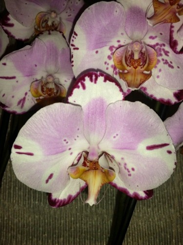 орхидеи купить киев,орхидеи продажа,орхидеи крупные;