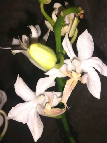 миниорхидеи купить недорого,дешевые орхидеи;