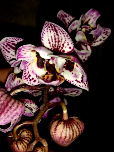 пилорик миди мультифлора орхидеи купить, орхидеи продажа киев и украин