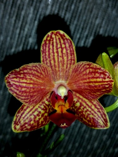 ВОСКОВАЯ КРАСНАЯ орхидея купить недорого,миди мультифлора;