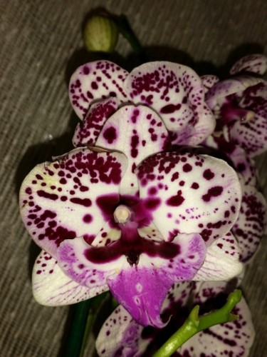 фаленопсис биг лип купить недорого, уценка орхидей киев купить, дешевы