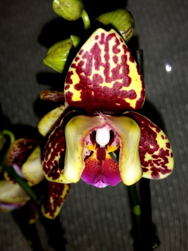 пилорики восковые орхидеи,мультифлора орхидея восковик;