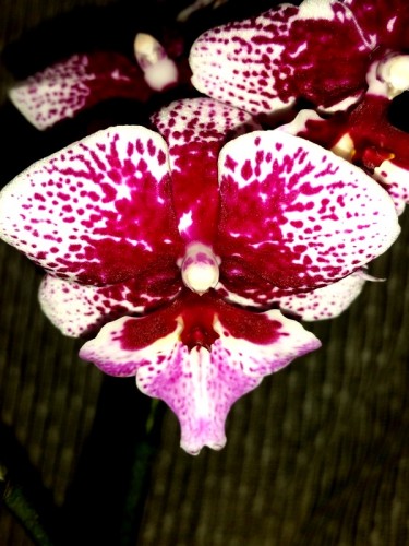 биг лип орхидея мультифлора,фаленопсис сортовой;