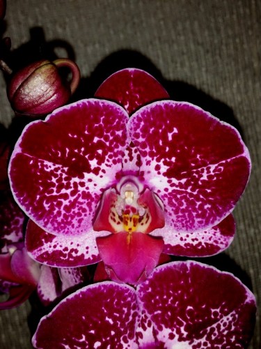 орхидеи продажа киев и украина,орхидеи почтой, недорого орхидеи Украин