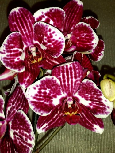 фаленопсис КРАСНЫЙ БОРДОВЫЙ, орхидеи продажа киев и украина,орхидеи по