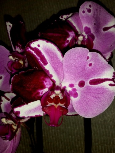 крупные каскадные орхидеи арлекин,фаленопсис мутатнт, орхидеи продажа