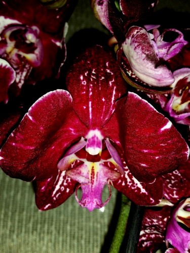 черная орхидея восковик купить, красная орхидея восковик купить, орхид