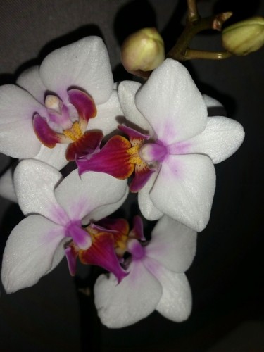 миниорхидеи купить недорого,минифаленопсисы купить,белая орхидея;