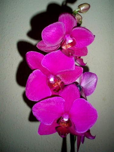 орхидеи купить почтой, продажа орхидей киев и украина;