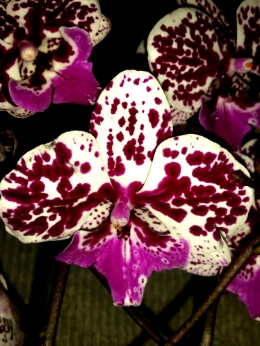 орхидеи продажа киев,орхидеи купить,орхидеи биг липы мультифлора,сорто