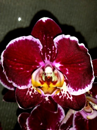 черные орхидеи купить недорого, продажа орхидей киев и украина: