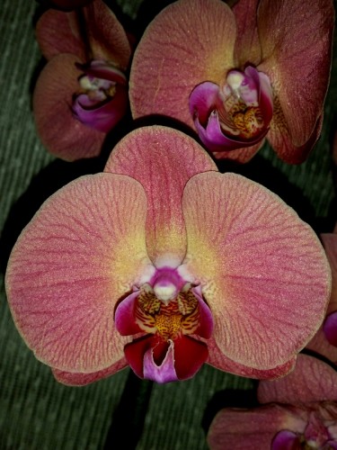 фаленопсис коралловый купить недорого, орхидеи продажа киев и украина;