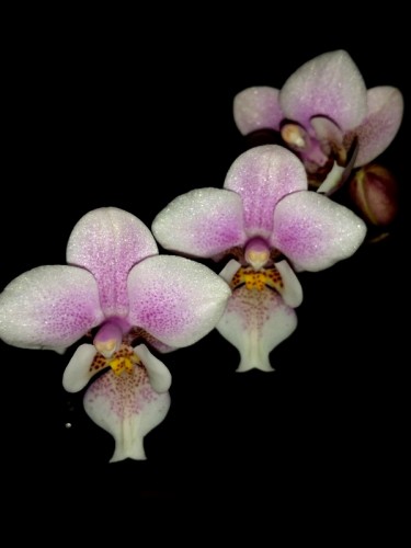 ароматные миниорхидеи, пестролистные орхидеи купить;