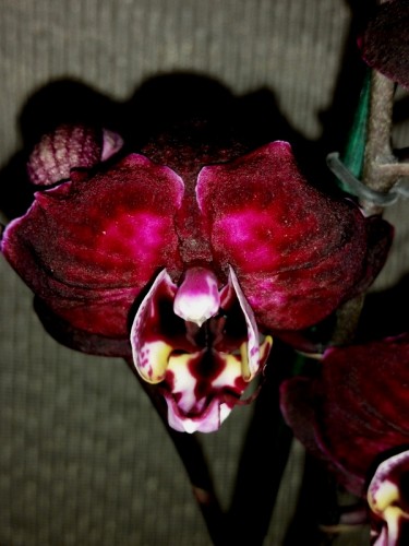 орхиде продажа киев,орхидеи купить,орхидеи черные восковые,мультифлора