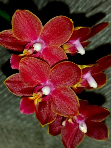 красные орхидеи купить недорого,фаленопсис восковик феникс ароматный;