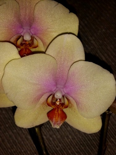 фаленопсис мальто,купить орхидеи в подарок недорого, дешевые орхидеи к