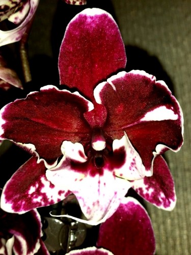 орхидея биг липс,восковые черные орхидеи,редкие орхидеи купить киев и