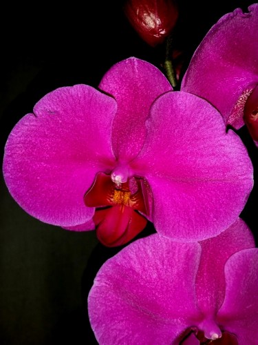 орхидеи,орхидеи куиев,орхидеи продажа,орхидеи покупка,орхидеи фото,орх