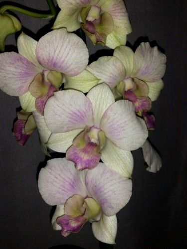 орхидеи продажа киев, орхидеи купить недорого киев и украина, дендрофа