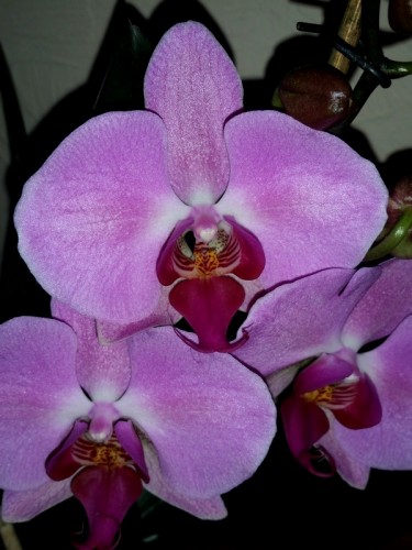 орхидеи домашнего цветения,розовые фаленопсисы недорого;