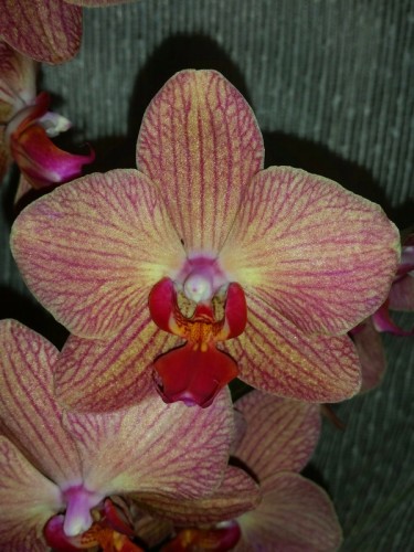 фаленопсис коралловый купить недорого, недорогие орхидеи в подарок куп
