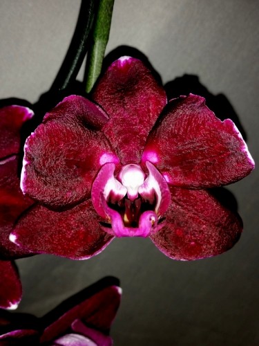 орхидеи продажа киев,орхидеи купить недорого,орхидея мультифлора черна