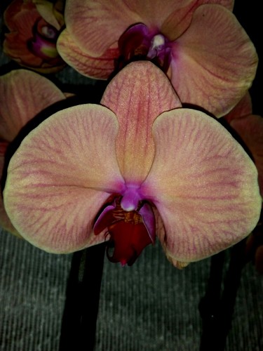 персиковая орхидея купить киев и украина, орхидеи продажа киев и украи