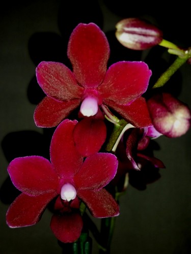 черная орхидея восковик купить недорого, орхидеи купить недорого киев