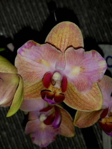 орхидея продажа киев и украина,орхидеи купить, орхидея бабочка купить