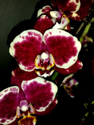 орхидеи продажа киев и украина, орхидеи купить недорого киев,орхидея в