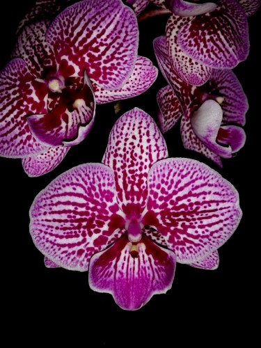 орхидея биг липс, орхидеи продажа киев, орхидеи купить недорого киев и