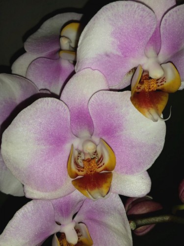 миди мультифлора орхидея купить киев и украина,орхидеи продажа киев;