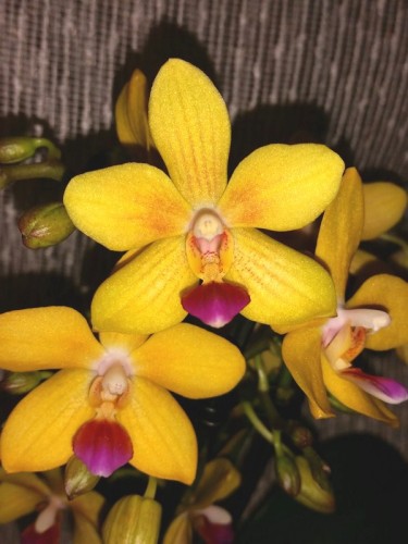 сортовые фаленопсисы, купить орхидеи в подарок недорого,продажа орхиде