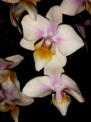 фаленопсис сакура мультифлора купить,пестролистные орхидеи;