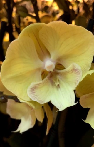 биг лип желтый купить киев и украина, орхидея фаленопсис бабочка купит