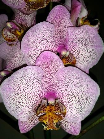 фаленопсис манхеттен купить недорого, уценка орхидей киев купить;