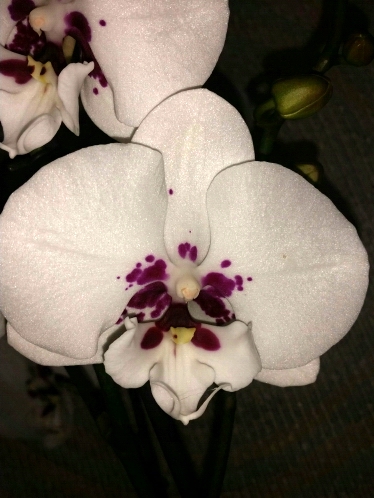 орхидеи продажа киев,орхидеи купить,орхидея белая крупная,биг лип глор